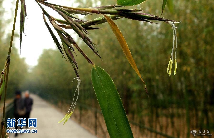 济南市区多个公园出现竹子开花现象