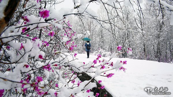 内蒙古大兴安岭五月飞雪