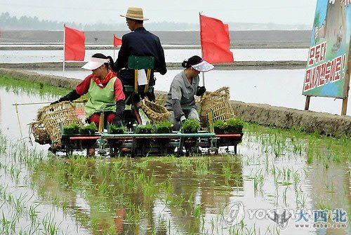 资料图：朝鲜居民进行插秧工作