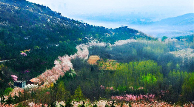 樱花山：秃岭十年变仙境