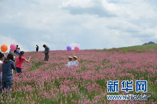 乌鲁木齐：山花烂漫迎旅游旺季