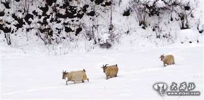 1米厚积雪覆盖牧场 礼县上坪乡牲畜死亡千余只