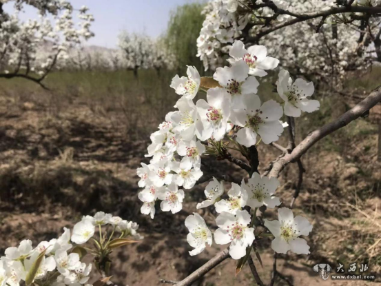 永登苦水镇梨花悄然绽